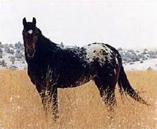 Other Horse Products