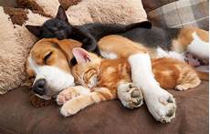 Other Pet Products