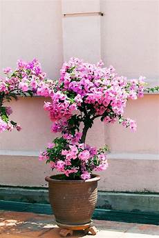 Outdoor Plants