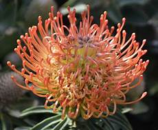 Outdoor Plants