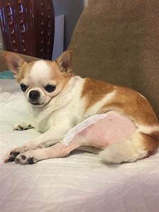 Patellas