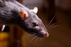 Pest Control