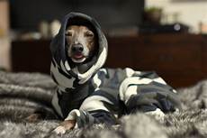 Pet Apparel