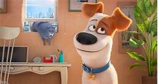 Pet Film 3M