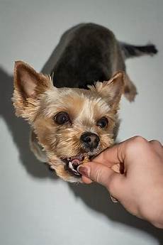 Pet Supplements