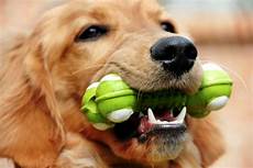 Pet Toys