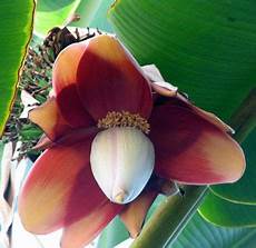 Plant Extract