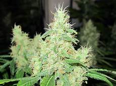 Plant Extract