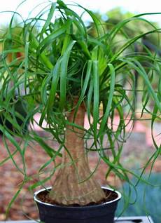 Plant Seeds