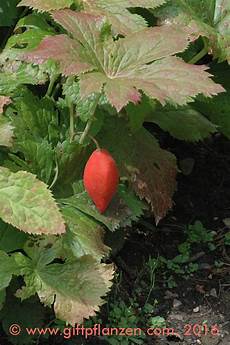Podophyllotoxin