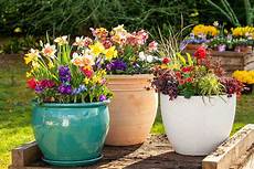 Potted Flowers