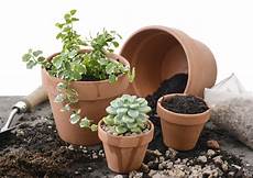 Potted Flowers