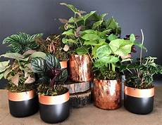Potted Flowers