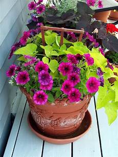 Potted Flowers