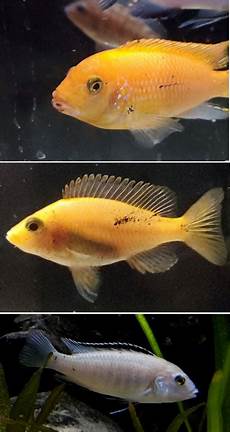 Praziquantel
