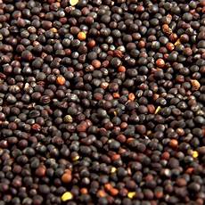 Rape Seeds