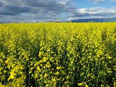 Rape Seeds