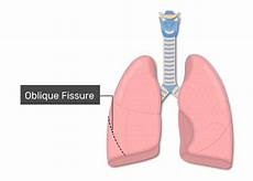 Respiratory System Agents