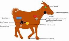 Respiratory System Agents