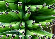 Ripening Chemicals