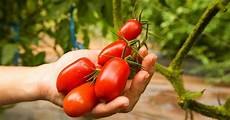 Ripening Chemicals