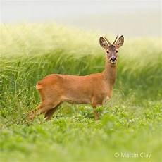 Roe