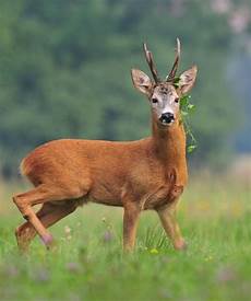 Roe