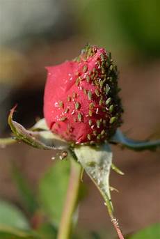 Rose Soap