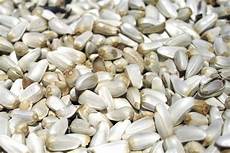 Safflower Seeds