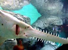Saw