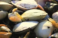 Seafood fishes