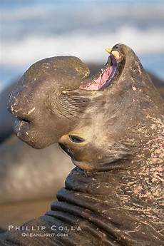 Seal