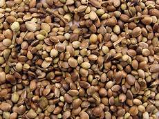 Seeds
