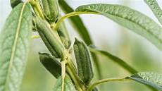 Sesame Seeds