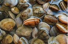 Shellfish