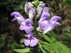 Skullcap