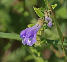 Skullcap