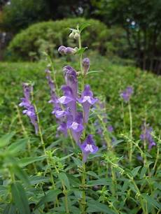 Skullcap