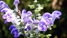 Skullcap