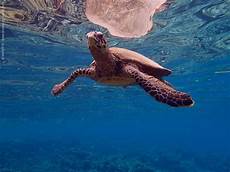 Snorkels