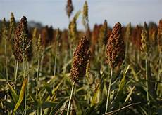 Sorghum