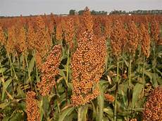 Sorghum