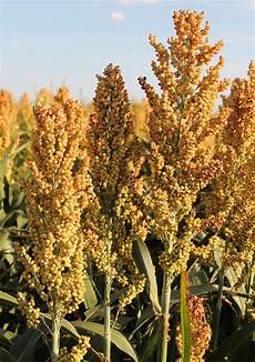 Sorghum
