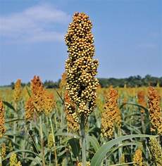 Sorghum