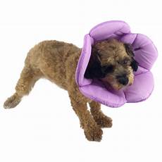 Sponge Collars