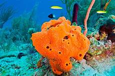 Sponges & Scouring Pads