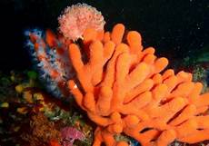 Sponges & Scouring Pads