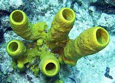 Sponges & Scouring Pads