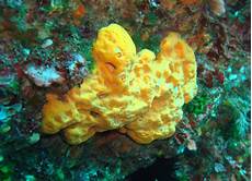 Sponges & Scouring Pads