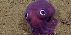 Squid